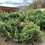 Normandská jedľa (Abies Nordmanniana) - výška 220-250 cm, rezaná PREMIUM